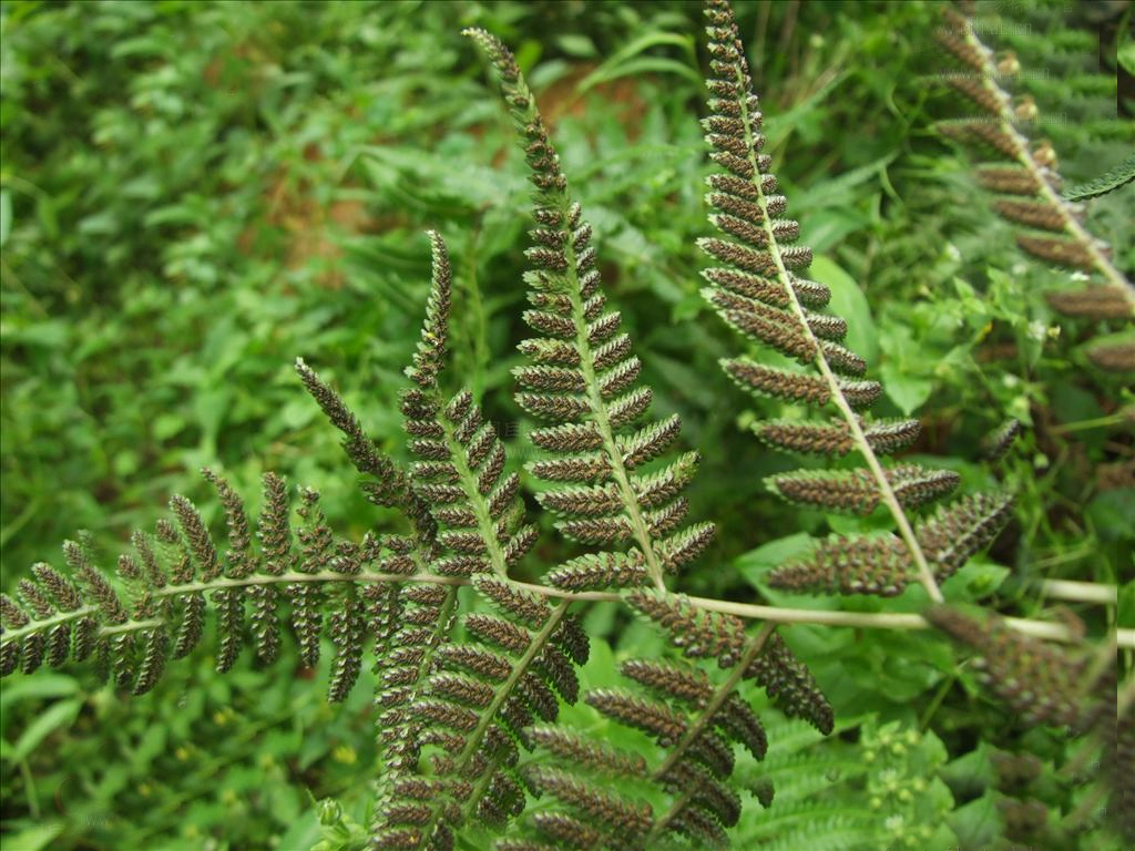  p>根状茎横卧,斜升,先端和叶柄基部密被浅褐色,狭披针形的鳞片;叶