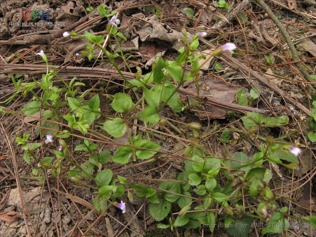  p>母草属一年生草本,通常矮小;叶常对生,全缘或有齿缺;花腋生或排成 