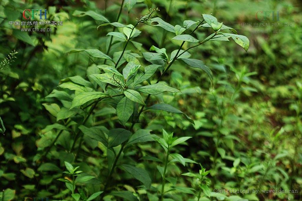  p> b>大叶珍珠菜 /b>(学名: i>lysimachia stigmatosa /i>)为 a