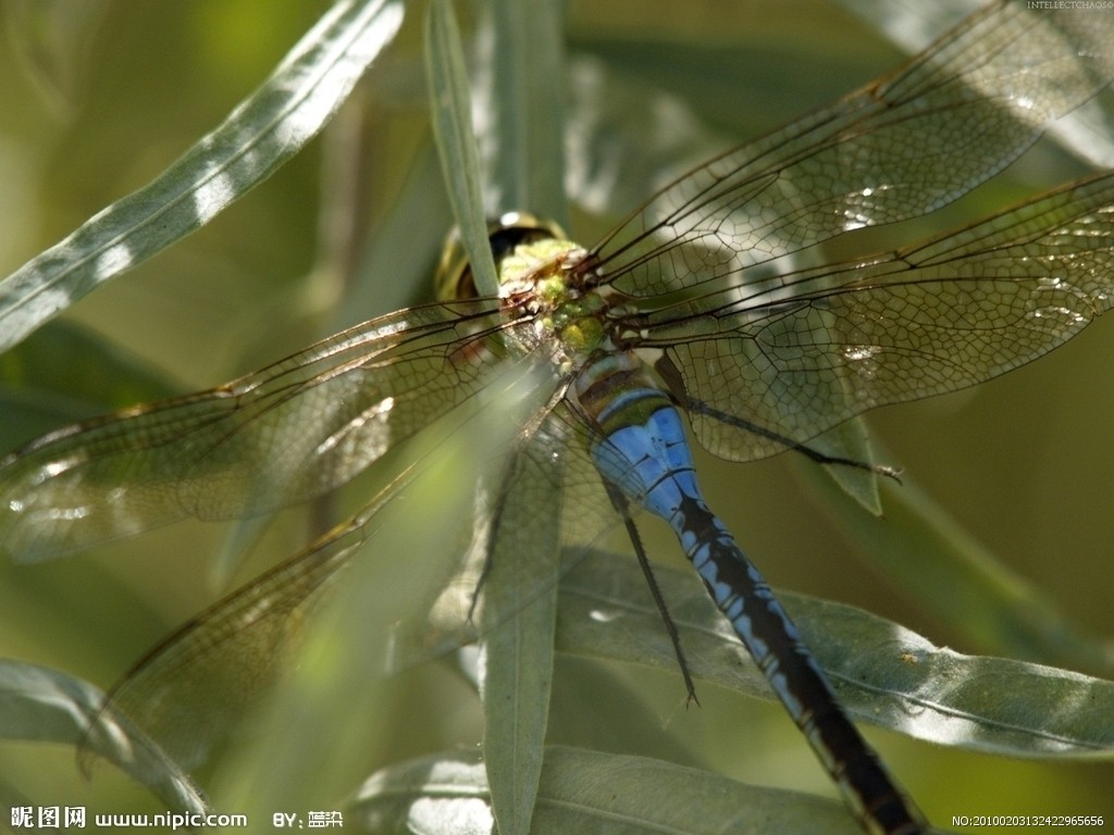  a href="#" data-lemmaid="7371611">蜓科 /a>,伟蜓属