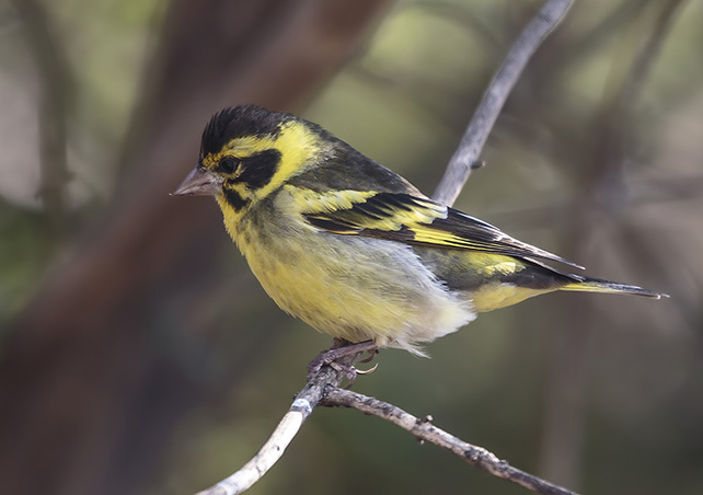  p>高山金翅雀(学名: i>carduelis spinoides /i>):为燕雀科金翅雀属
