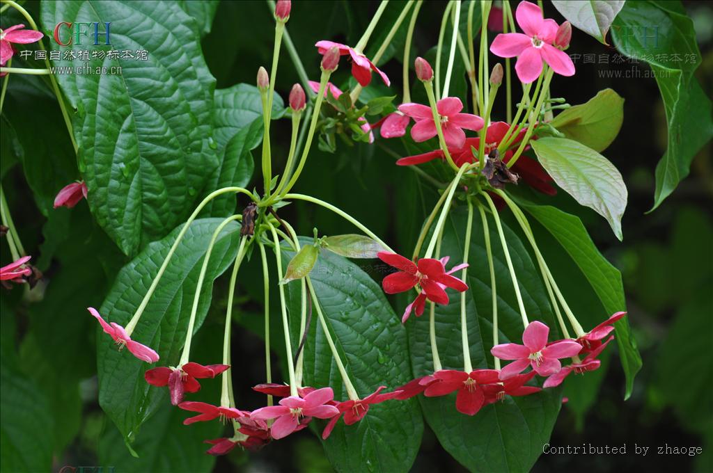  p>使君子属(学名:quisqualis linn), a target="_blank" href="/item