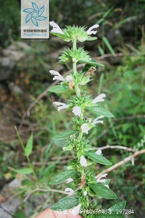  p> b>绉面草 /b>(学名: b> i>leucas zeylanica /i> /b>),为唇形科