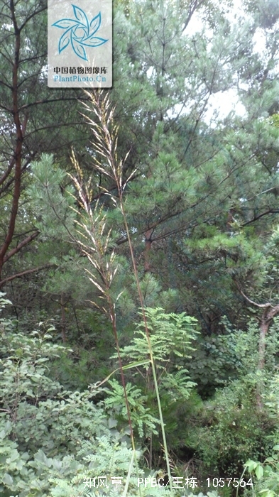 为禾本科画眉草属植物知风草eragrostis ferruginea (thunb.) beauv.