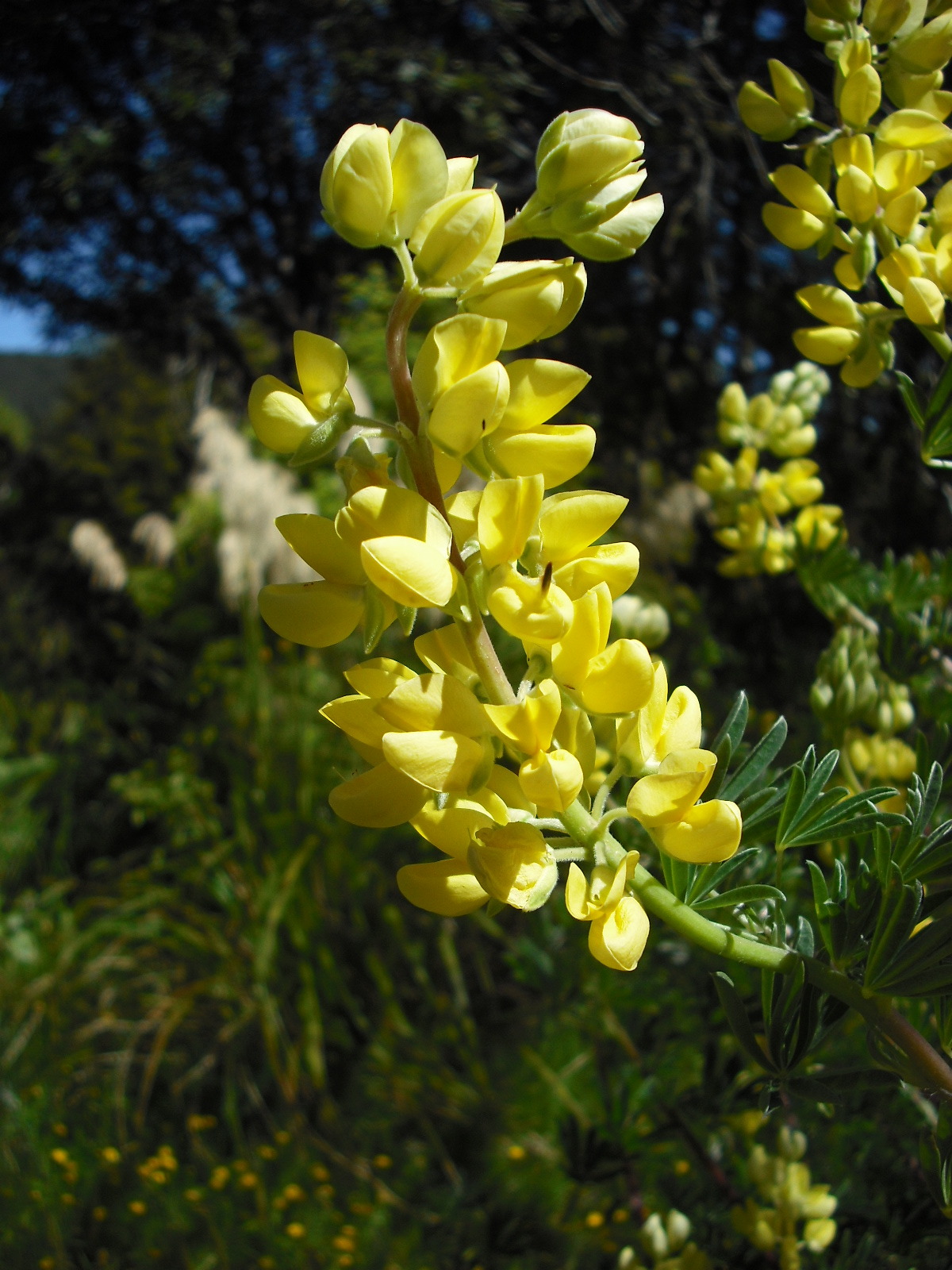 植物 /a>特有的羽片状叶,中文往往翻译为"羊齿植物"或"真蕨类植物"