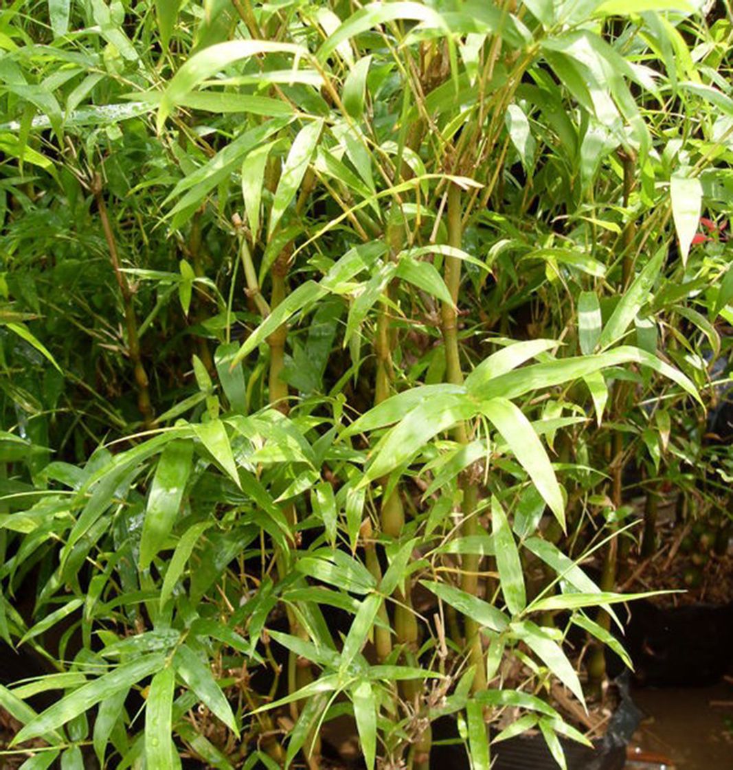 ferrocalamus strictus hsueh et keng f.