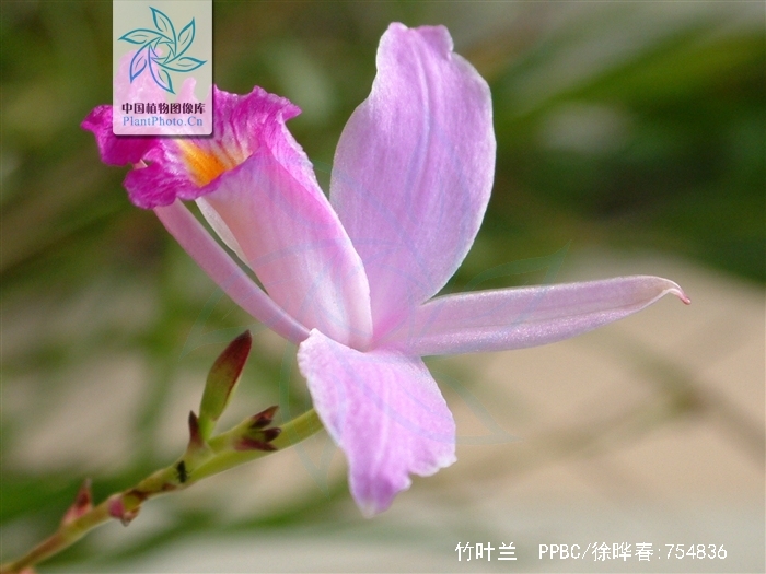  p>竹叶兰(学名: i>arundina graminifolia /i>  (d. don) hochr.