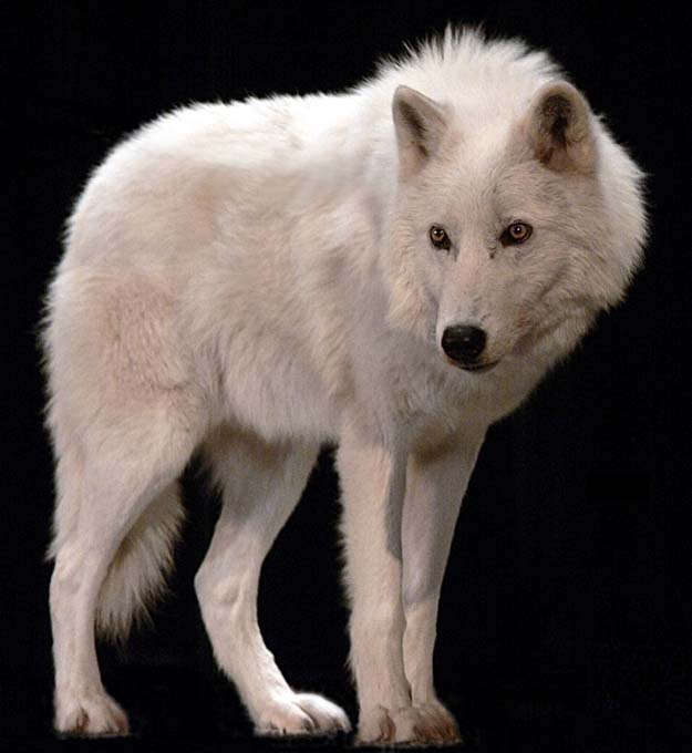 north american arctic wolf