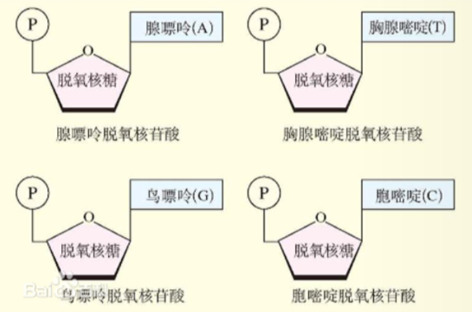 脱氧核苷酸