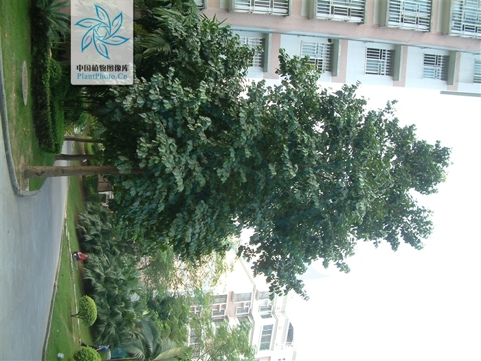  p>海南蒲桃(学名: i>syzygium hainanense /i> chang et miau)是