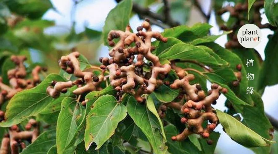 枳椇（鼠李科枳椇属植物）_百度百科