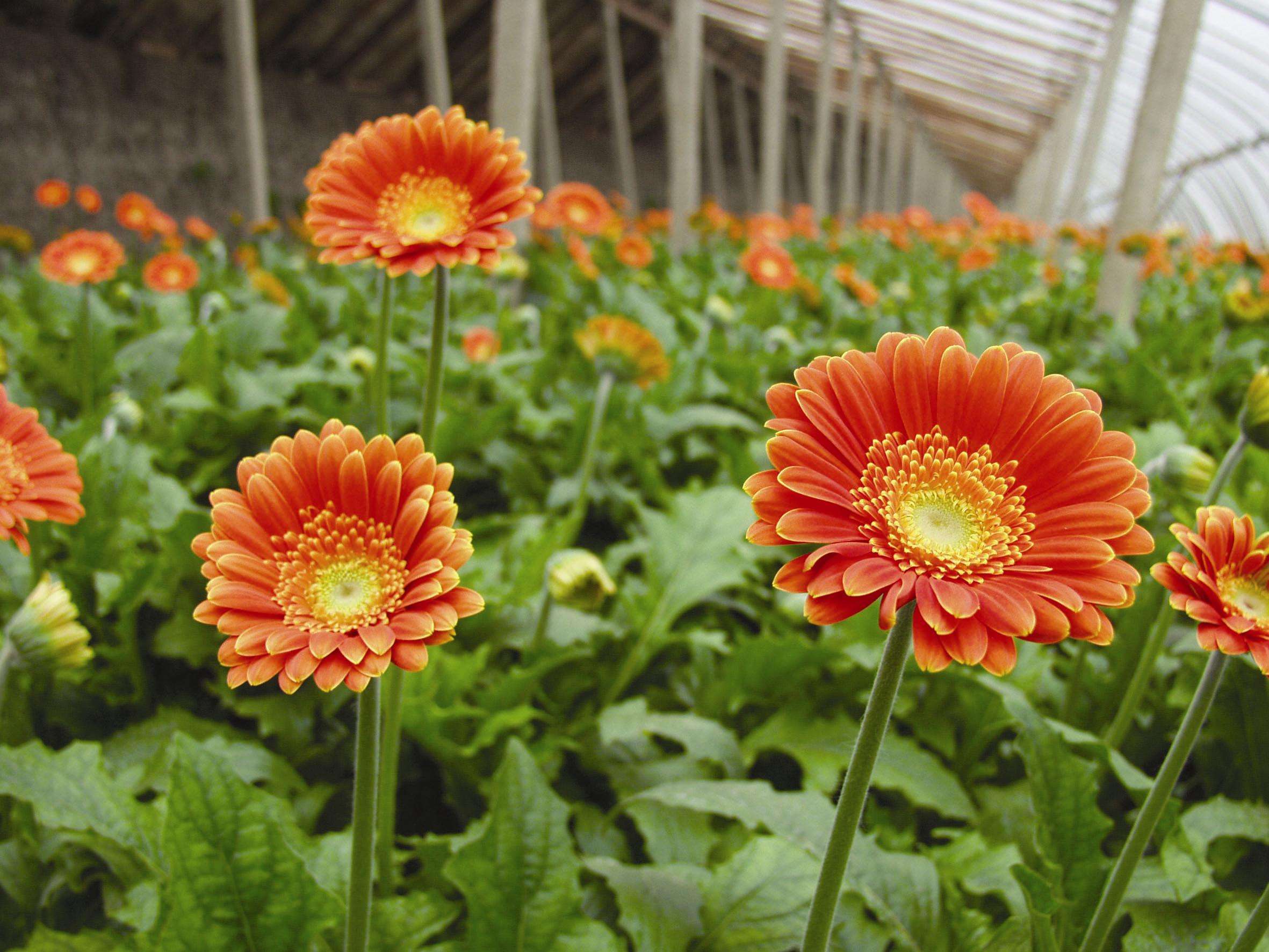 gerbera jamesonii bolus