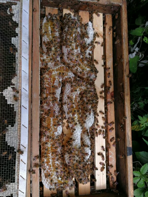  p>贵州纳雍中蜂(nayong guizhou chinesebee)为 a