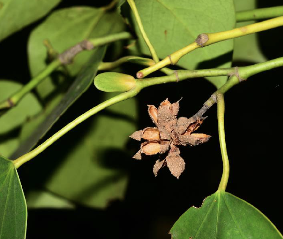  p>大果马蹄荷(学名: i>exbucklandia tonkinensis /i> (lec.
