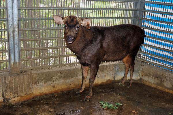  p>水鹿台湾亚种(学名:cervus unicolor swinhoei)亦称台湾水鹿,是