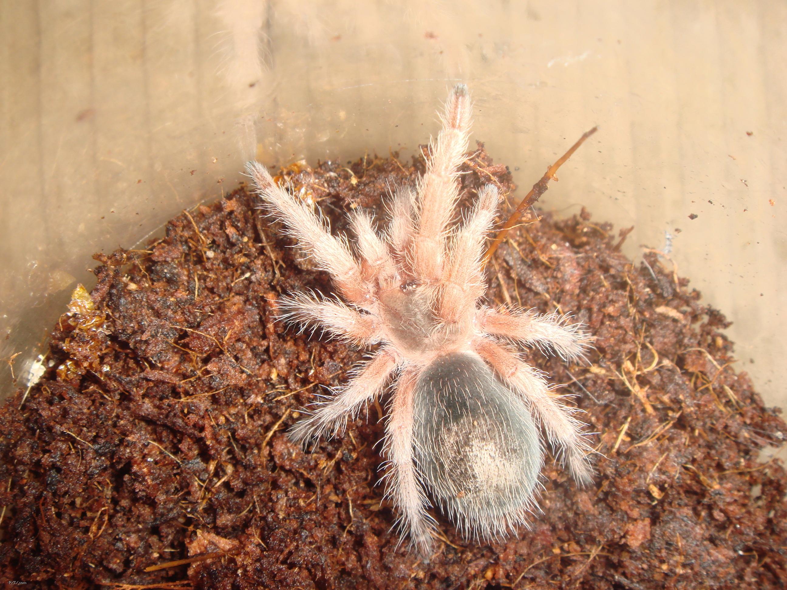 p>墨西哥血脚,英文名mexican bloodleg tarantula,拉丁学名