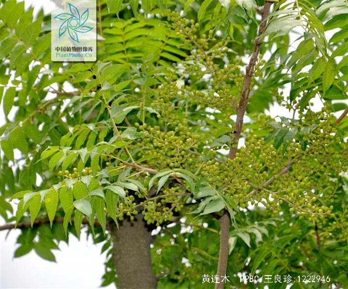 chinensis  /i>bunge),漆树科黄连木属落叶乔木植物