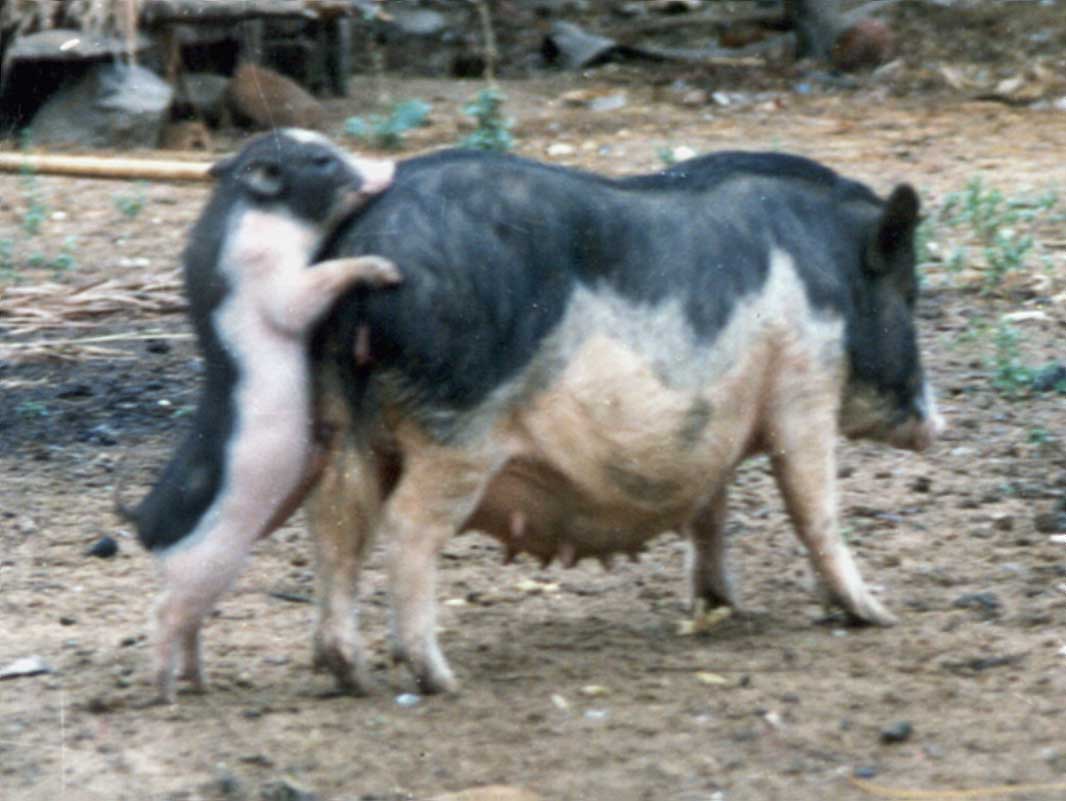  p>五脚猪,又名老鼠猪,五指山猪,原产于海南省 a target="_blank"