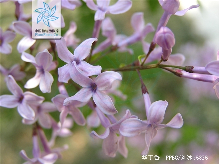  p>华丁香(学名: i>syringa protolaciniata /i> p. s.