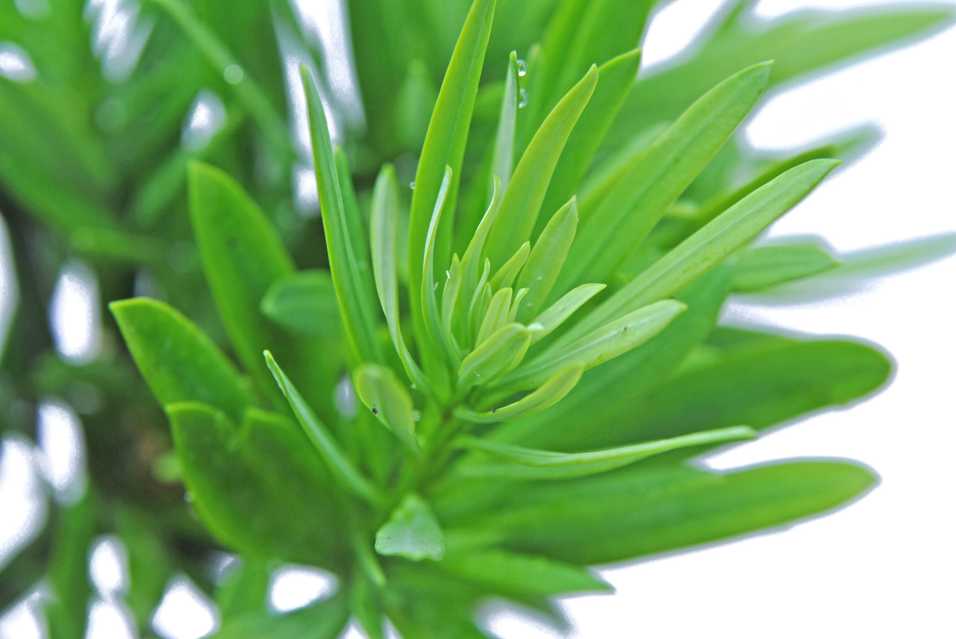  p>大理罗汉松(学名: i>podocarpus forrestii  /i>craib et w. w.