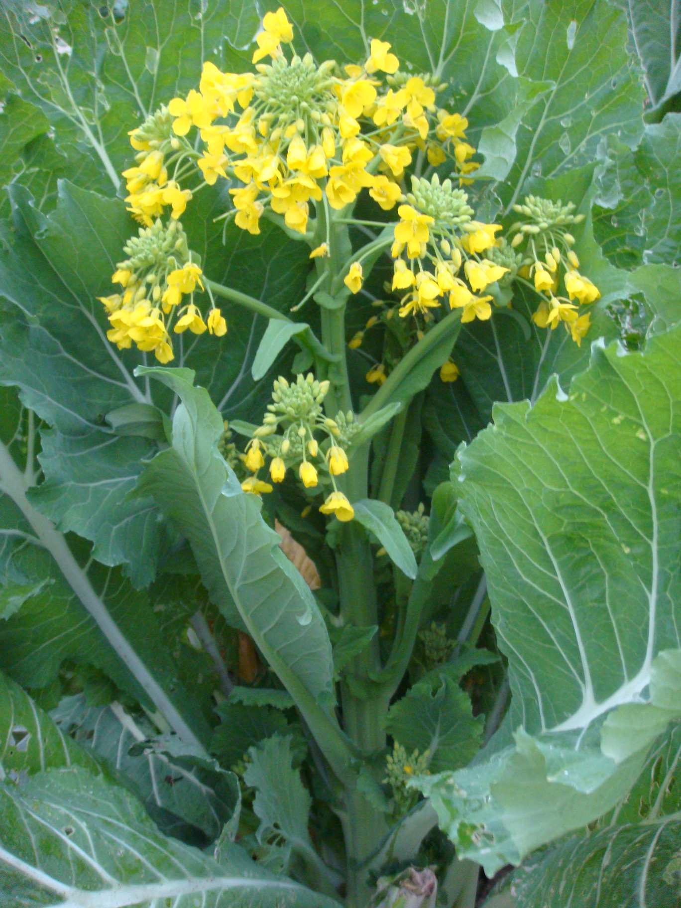  p>增城迟菜心,广东省 a href="#" data-lemmaid="7588078">增城市 /a