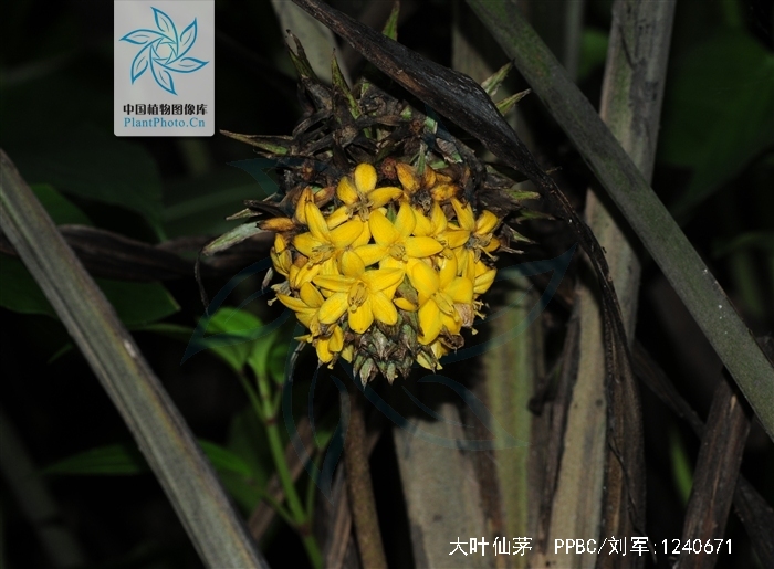 大叶仙茅