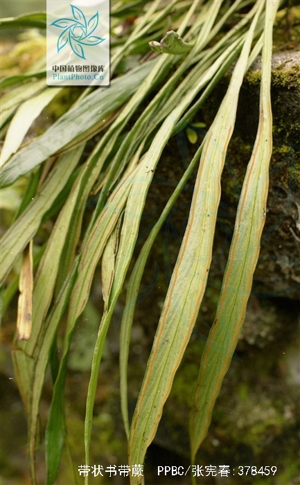  p>带状书带蕨分布于 a href="#" data-lemmaid="162679">广西 /a>(凌