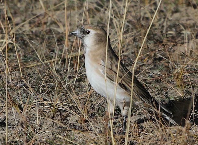  p>黑喉雪雀(学名: i>pyrgilauda davidiana /i>):体重21-25克,体长