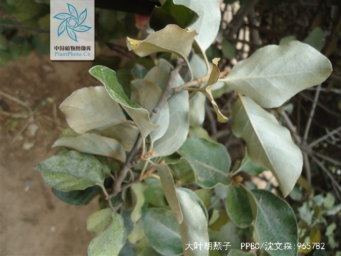  p>大叶胡颓子又称圆叶胡颓子,是属于 a href="#" data-lemmaid="