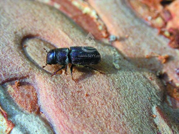 wkmdp63m">强大小蠹是小蠹科大小蠹属昆虫,又称红脂大小蠹,成虫圆柱形