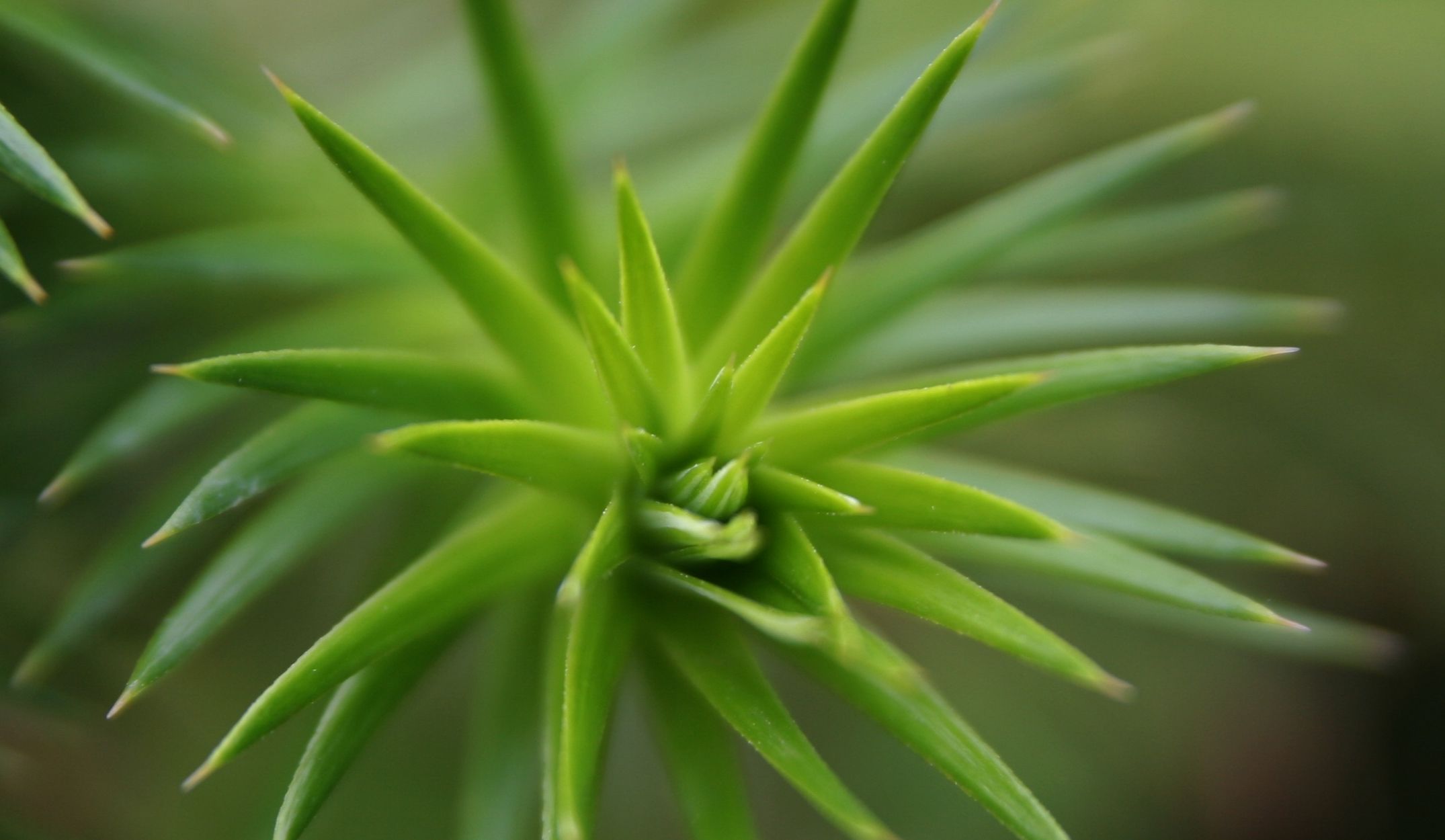  p>常绿矮小灌木;叶小,无柄,聚生,革质,线状长圆形,边缘外卷,具芒刺状