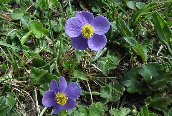  p>展毛银莲花(学名:anemone demissa hook.f.