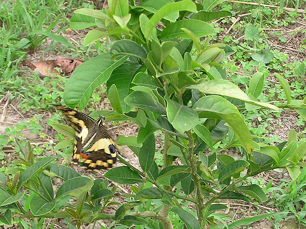  p>达摩凤蝶(papilio demoleus linnaeus蝴蝶)是一种常见的分布广泛的