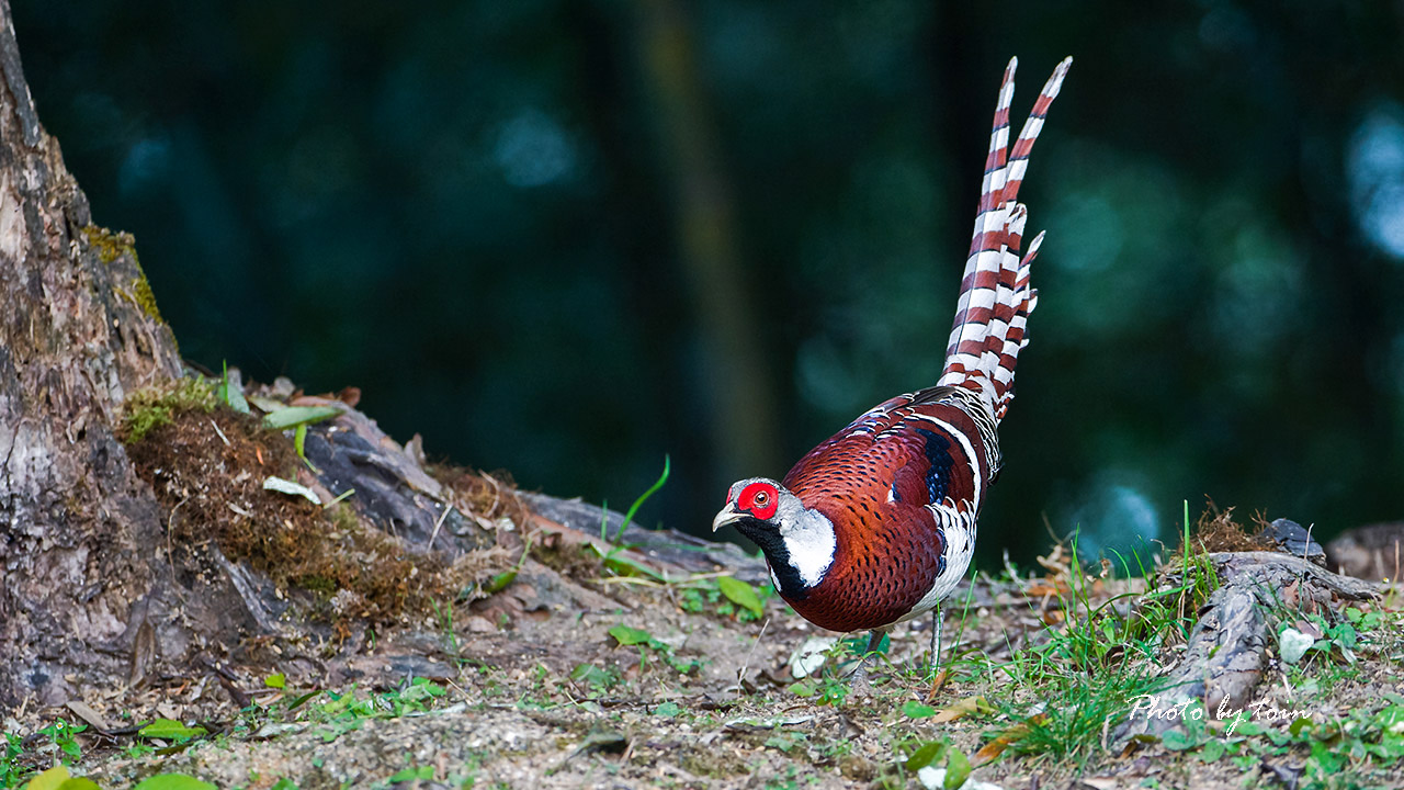 p>白颈长尾雉(学名: i>syrmaticus ellioti /i>):大型鸡类,体长81
