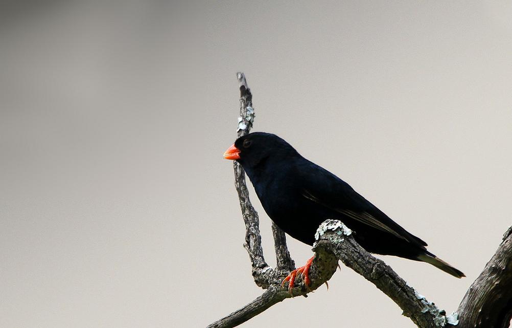village indigobird
