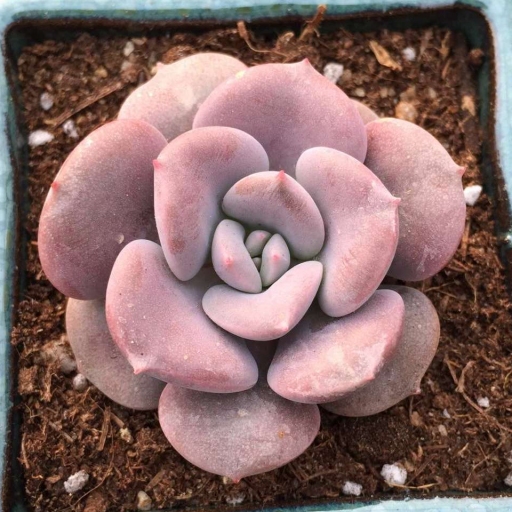 景天科 /a>杂交属 a target="_blank" href="/item/多肉植物/7506243"