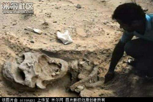 泰坦巨人族