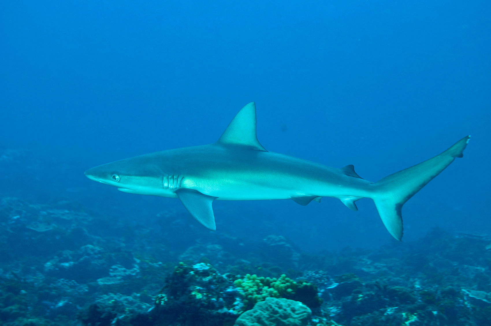 加拉帕戈斯真鲨