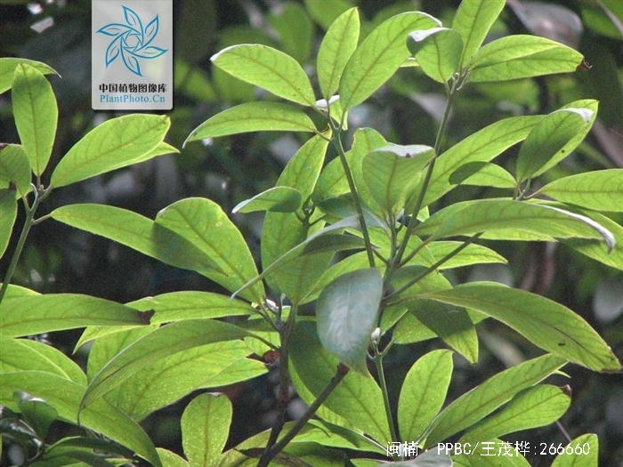  p>闽楠(拉丁学名: i>phoebe bournei /i> (hemsl.