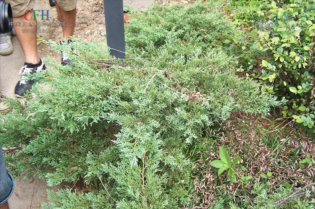  p>铺地柏(学名: i>sabina procumbens /i>  (endl.