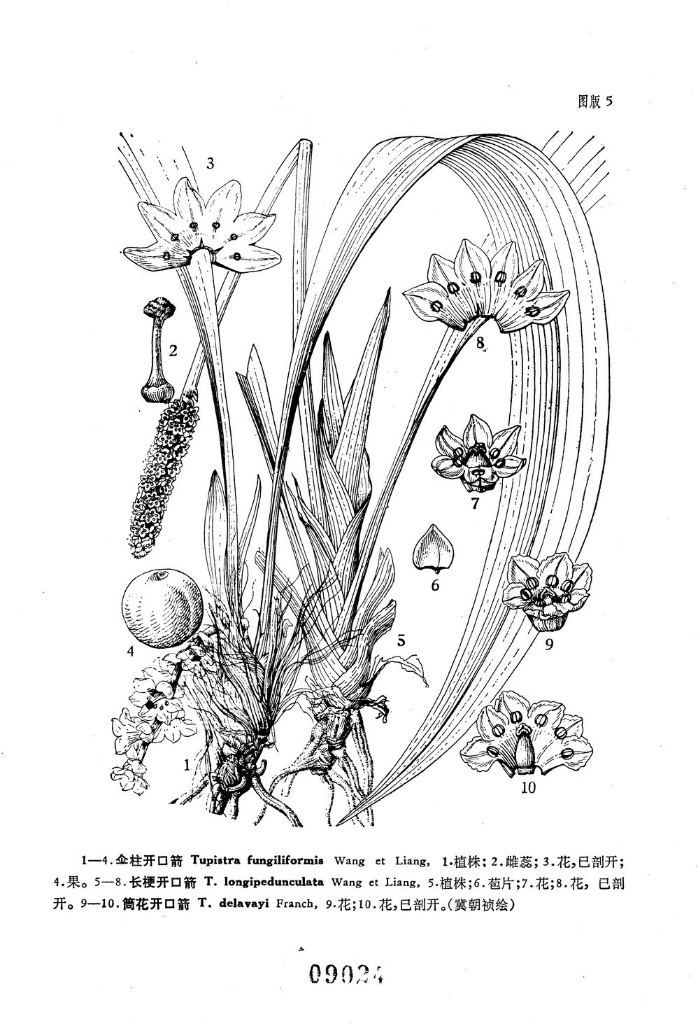  p>伞柱开口箭,百合科, a href="#" data-lemmaid="1758805">开口箭属