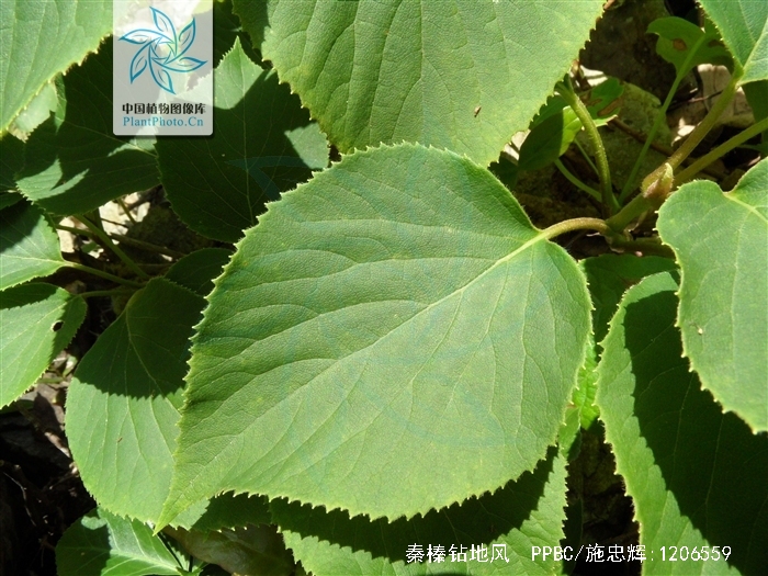 科 /a>木质藤本或灌木状;小枝灰褐色,叶纸质,阔卵形,近圆形或阔倒卵形