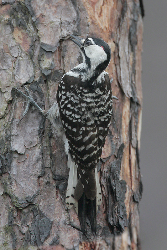  p>红冠啄木鸟(学名: i>melanerpes rubricapillus /i>)属中型 a href
