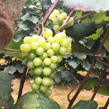  p> a href="#">白香蕉葡萄 /a>白香蕉葡萄属欧美杂交种,是一种品质