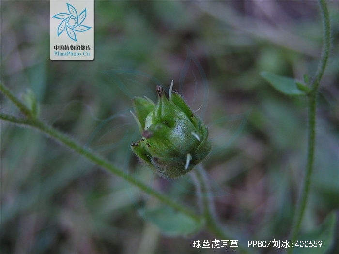  p> b>球茎虎耳草 /b>(学名: b> i>saxifraga sibirica /i> /b>),为 a
