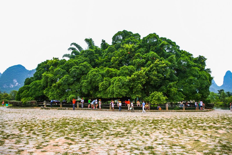 阳朔大榕树