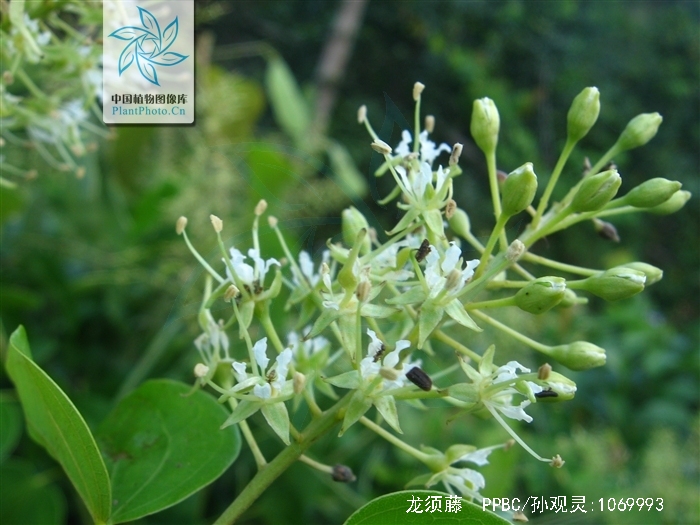  p>龙须藤(学名: i>bauhinia championii  /i>(benth.) benth.