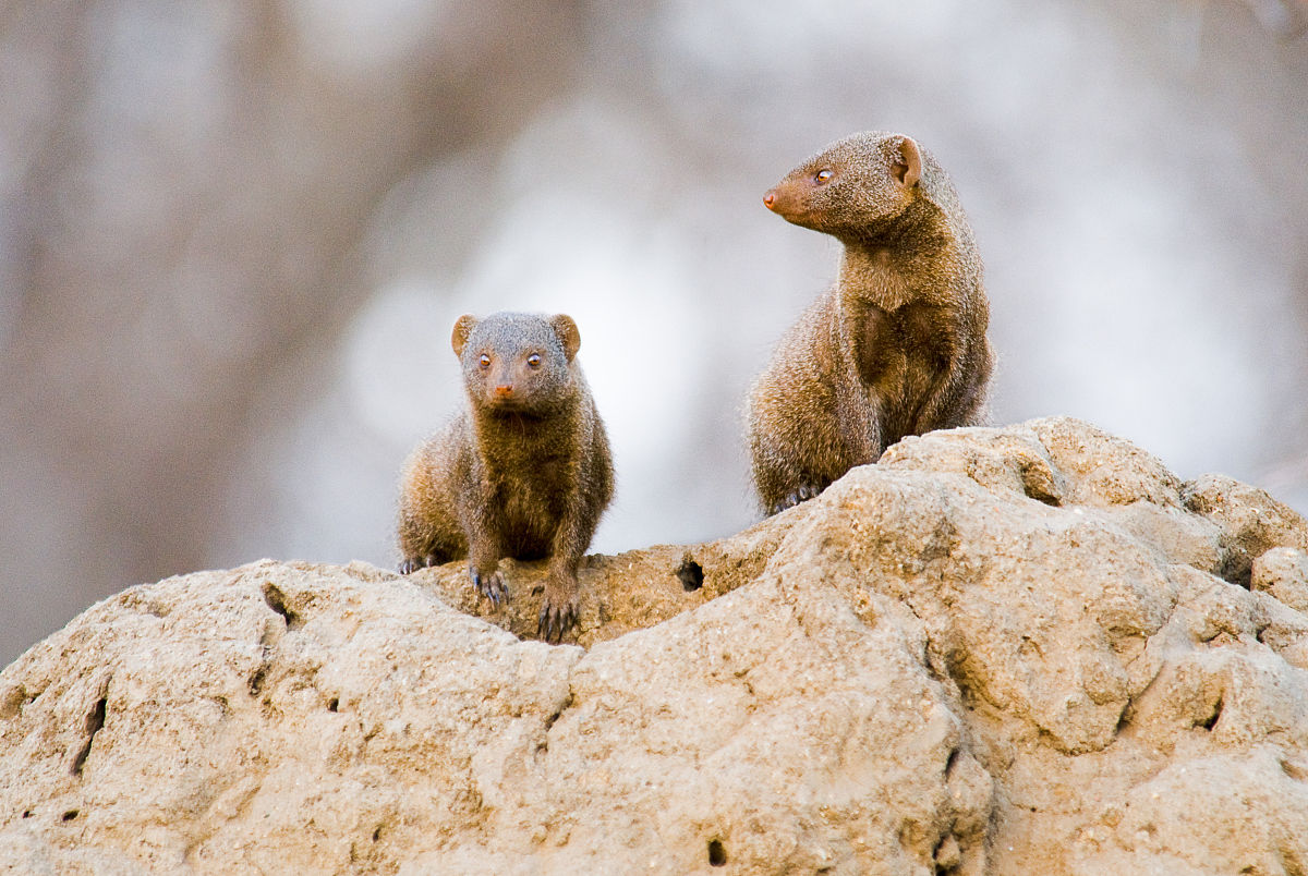 ="_blank" href="/item/食肉">食肉 /a>动物,属于玝科(herpestidae)