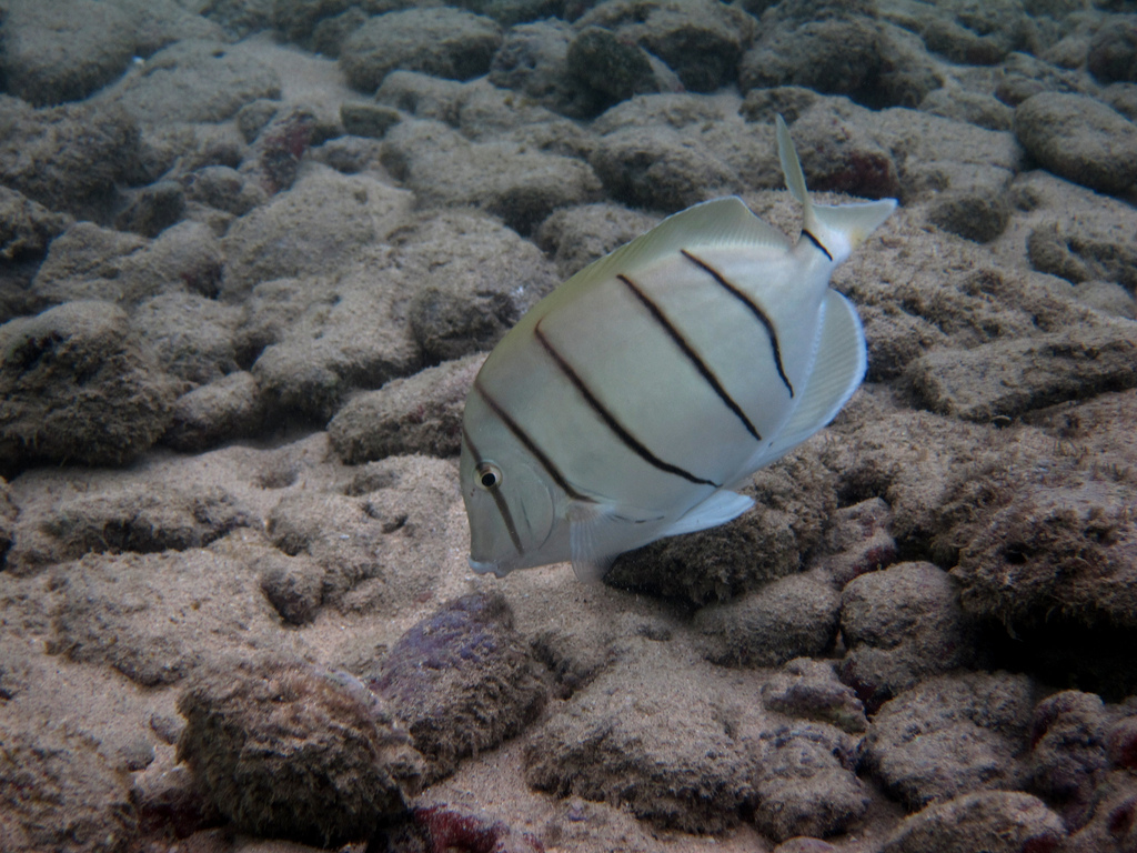  p>横带刺尾鱼(学名: i>acanthurus triostegus /i>(linnaeus,1758), 