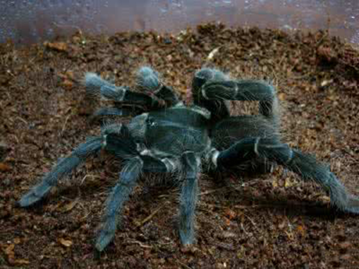 海格力斯巨人巴布